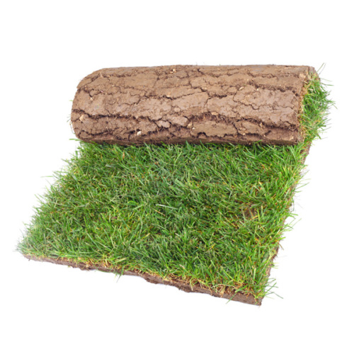 disposing of grass clippings